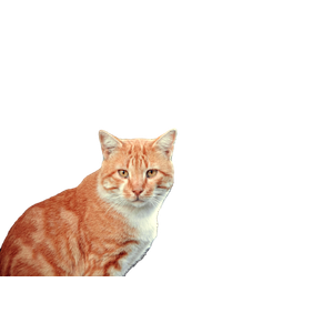 A Ginger Tabby Cat Stands By A Bin Outdoors At Sunset, With Others In The Background. 18312 - Cat PNG image with transparent background